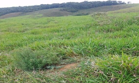 Imóvel rural em Juiz de Fora, Distrito De Torreões, Fazenda Boa Esperança Distrito De Torreões, MG. Área: 227480m2