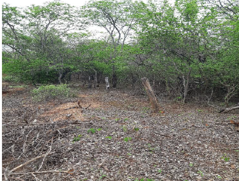 Imóvel rural em Pedras de Maria da Cruz, Zona Rural, Fazenda Palmeirinha Ou Cascalho S/n Zona Rural, MG. Área: nullm2