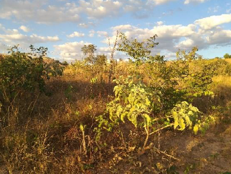 Terreno em Águas Lindas de Goiás, Jardim Da Barragem Vi, Rua 21. Lote 2 Da Quadra 81 S/n Jardim Da Barragem Vi, GO. Área: 3906.42m2