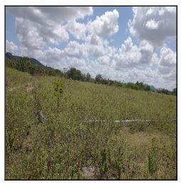 Terreno em Jataúba, Centro, Rua Projetada 08, N. 00, Qd J, Lt 06-A, PE. Área: 4536m2