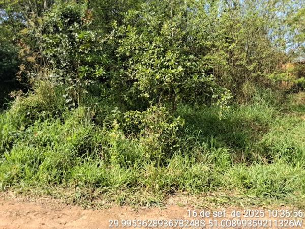 Terreno em Alvorada, Tijuca, Rua Cangucu, N. Sn, Fracao 04 Lt 10 Qd K, RS. Área: 365m2